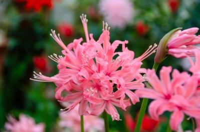 【ガーデニング】夏に植えて秋にすぐ咲かせる、球根の花［8選］（サムネイル画像8）