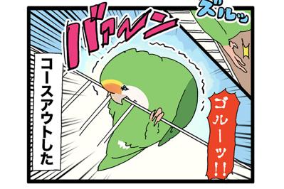 運動不足疑惑のコザクラインコ／落ち込むインコ…回復までどれぐらい？【鳥マンガ＃84】