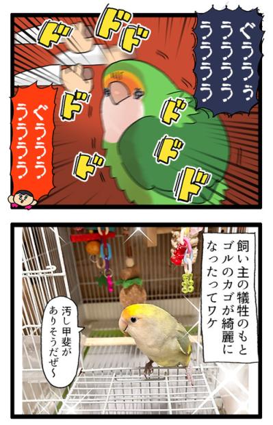 鳥かごを洗うのも命がけ／インコにとっての飼い主の指とは？【鳥マンガ＃82】（サムネイル画像5）