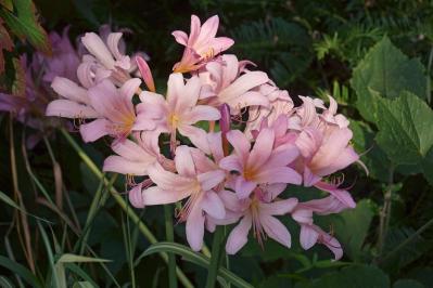 【ガーデニング】夏に植えて秋にすぐ咲かせる、球根の花［8選］（サムネイル画像3）