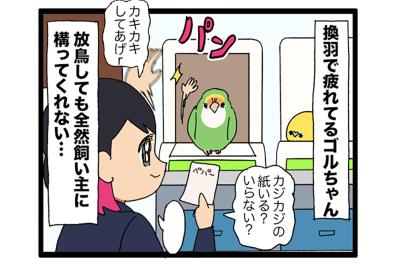 インコだって人見知りする／ゴルちゃんが疲れていても怠らないことは？【鳥マンガ＃83】