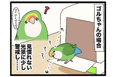 インコが恐怖を訴えるときの対応／引っ越し…インコは新居に慣れた？【鳥マンガ＃85】
