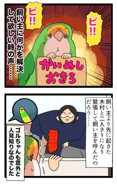 インコだって人見知りする／ゴルちゃんが疲れていても怠らないことは？【鳥マンガ＃83】（サムネイル画像4）