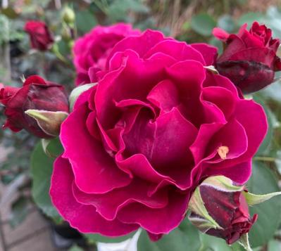 【ガーデニング】意外と簡単！猛暑でバラを枯らさないための水やりポイントと、暑さに強い品種選び（サムネイル画像6）