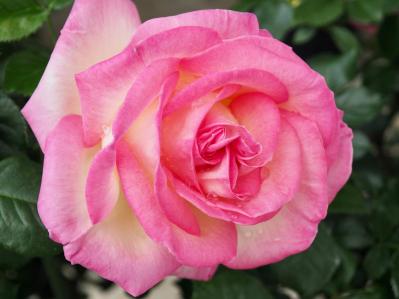 【ガーデニング】意外と簡単！猛暑でバラを枯らさないための水やりポイントと、暑さに強い品種選び（サムネイル画像2）