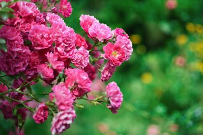 【ガーデニング】意外と簡単！猛暑でバラを枯らさないための水やりポイントと、暑さに強い品種選び（サムネイル画像7）