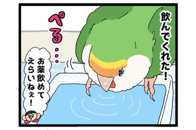 インコにとっても薬は苦い？／放鳥できるまでに回復！【鳥マンガ＃87】