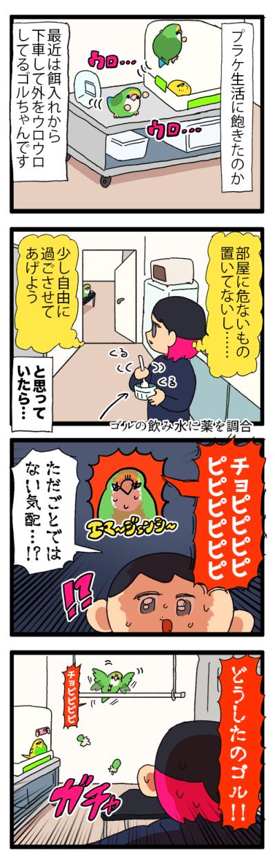ゴルちゃんとツルツルトラップ／飼い主の上でリラックスするインコがかわいすぎる！【鳥マンガ＃89】（サムネイル画像4）