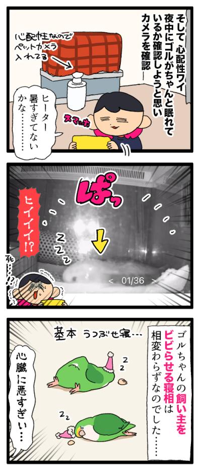 ゴルちゃんのお留守番／飼い主の心臓に悪いインコの寝相がコチラ【鳥マンガ＃88】（サムネイル画像7）