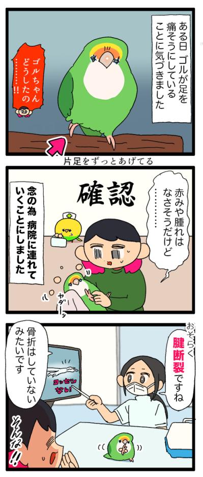 インコにおもちゃだと勘違いされる飼い主／インコ、健康診断へ行く【鳥マンガ＃86】（サムネイル画像5）