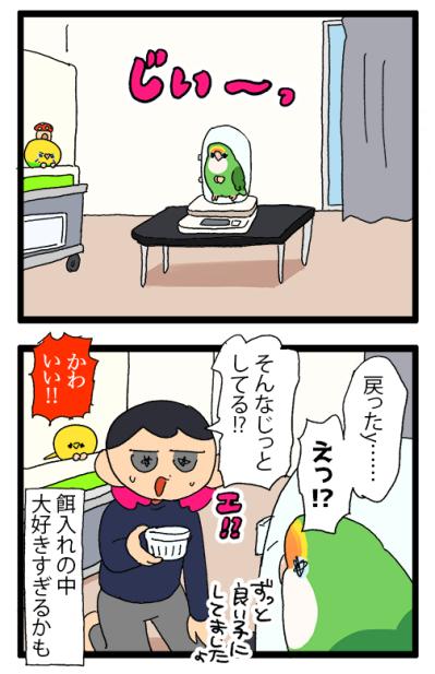 ゴルちゃんのお留守番／飼い主の心臓に悪いインコの寝相がコチラ【鳥マンガ＃88】（サムネイル画像5）