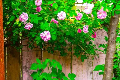 【ガーデニング】意外と簡単！猛暑でバラを枯らさないための水やりポイントと、暑さに強い品種選び（サムネイル画像3）