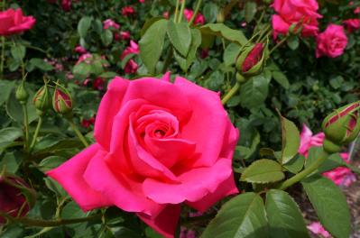 【ガーデニング】意外と簡単！猛暑でバラを枯らさないための水やりポイントと、暑さに強い品種選び（サムネイル画像5）