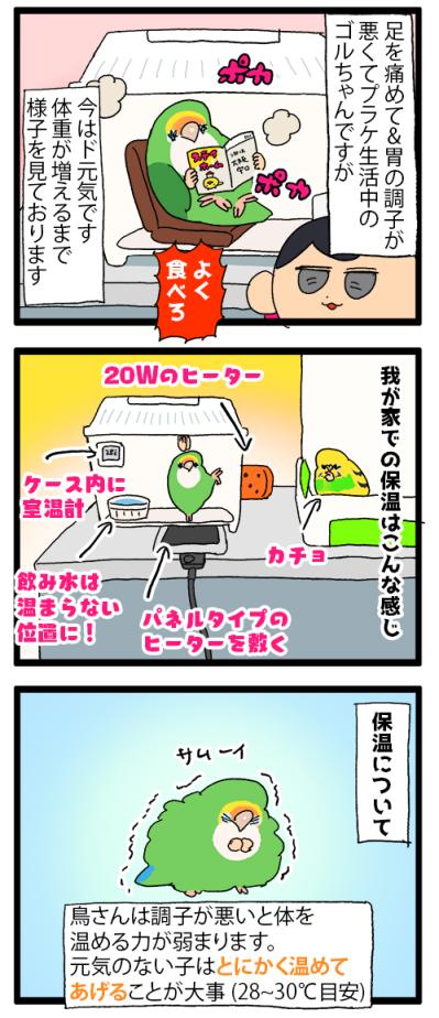 ゴルちゃんのお留守番／飼い主の心臓に悪いインコの寝相がコチラ【鳥マンガ＃88】（サムネイル画像6）