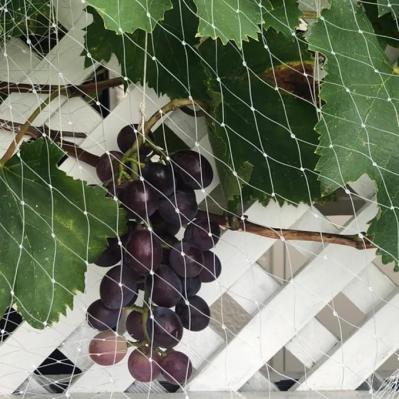 【最大20％OFF】庭やベランダに【日除け、鳥除け、蜂の巣除け】がお買い得！【Amazonタイムセール】（サムネイル画像2）