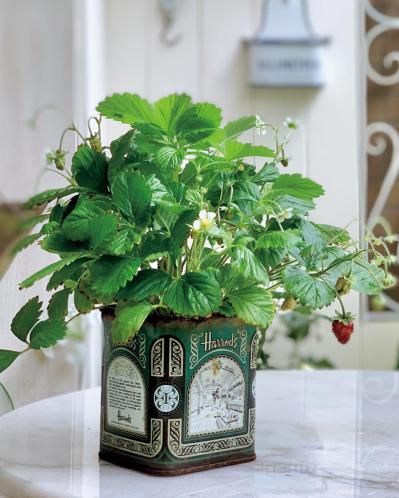 13㎡のベランダが華麗に変身！DIYとフレッシュハーブ、ホワイトコーデで楽しむベランダガーデン（サムネイル画像6）