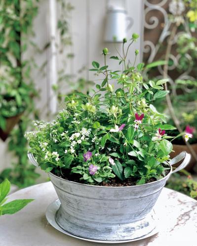 13㎡のベランダが華麗に変身！DIYとフレッシュハーブ、ホワイトコーデで楽しむベランダガーデン（サムネイル画像7）