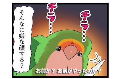 インコが好きそうなおもちゃをリピートしたら…？【鳥マンガ＃92】