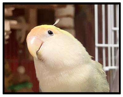 インコが好きそうなおもちゃをリピートしたら…？【鳥マンガ＃92】（サムネイル画像6）