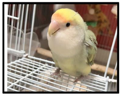 インコが好きそうなおもちゃをリピートしたら…？【鳥マンガ＃92】（サムネイル画像7）