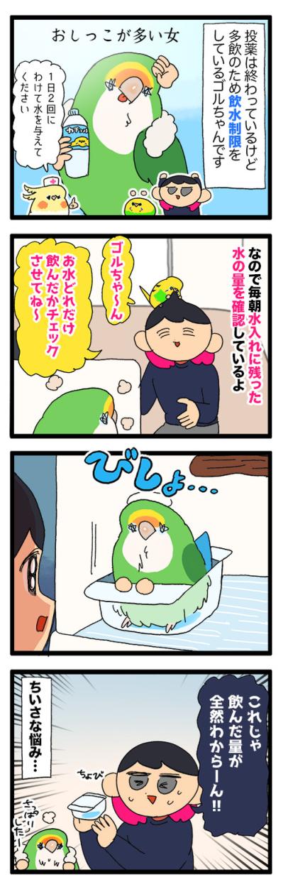 ゴルちゃんの水浴び／女帝インコのルーティーンが痛すぎる！【鳥マンガ＃90】（サムネイル画像3）