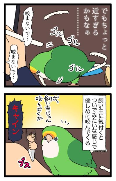 ゴルちゃんの水浴び／女帝インコのルーティーンが痛すぎる！【鳥マンガ＃90】（サムネイル画像5）