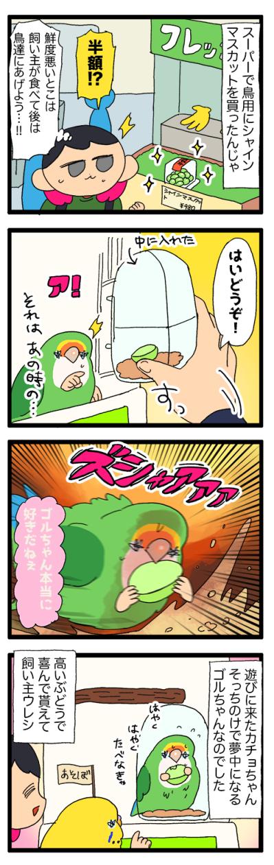 同居インコは断固拒否／女帝インコが好きな旬のフルーツは？【鳥マンガ＃91】（サムネイル画像6）