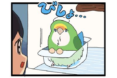ゴルちゃんの水浴び／女帝インコのルーティーンが痛すぎる！【鳥マンガ＃90】