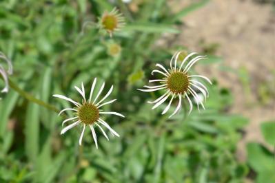 【ガーデニング】人気沸騰の多年草「エキナセア」14選！植えっぱなしで年々見事に（サムネイル画像18）