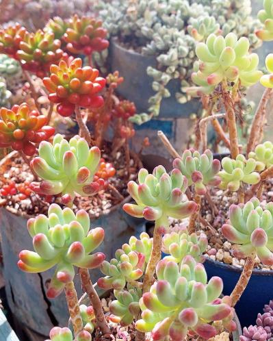 7割枯らした失敗の経験を生かした多肉植物のパラダイス！ベランダガーデンを公開（サムネイル画像6）