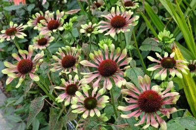 【ガーデニング】人気沸騰の多年草「エキナセア」14選！植えっぱなしで年々見事に（サムネイル画像16）