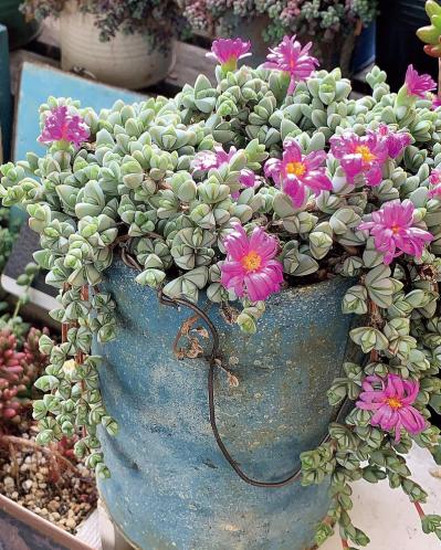 7割枯らした失敗の経験を生かした多肉植物のパラダイス！ベランダガーデンを公開（サムネイル画像5）