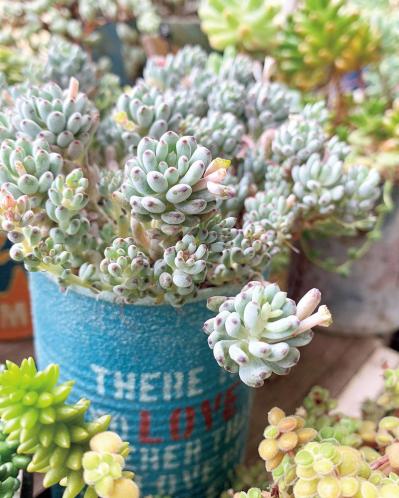 7割枯らした失敗の経験を生かした多肉植物のパラダイス！ベランダガーデンを公開（サムネイル画像4）