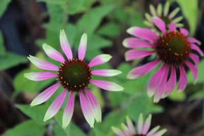 【ガーデニング】人気沸騰の多年草「エキナセア」14選！植えっぱなしで年々見事に（サムネイル画像11）