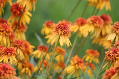 【ガーデニング】人気沸騰の多年草「エキナセア」14選！植えっぱなしで年々見事に（サムネイル画像20）