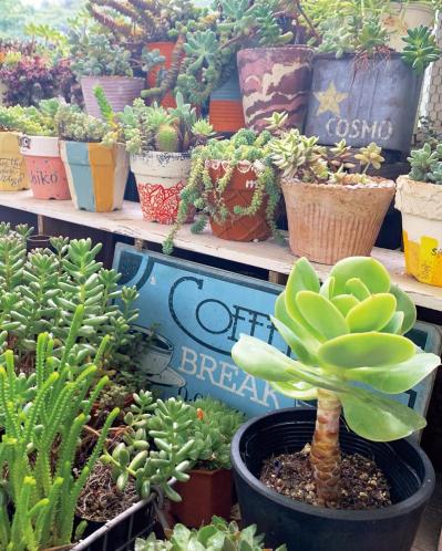 ベランダで多肉植物を育てるコツ！多肉が育ちやすい「3つのゾーン」とは？（サムネイル画像5）