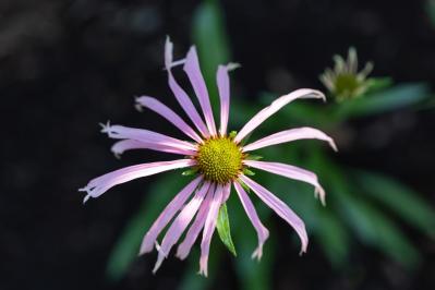 【ガーデニング】人気沸騰の多年草「エキナセア」14選！植えっぱなしで年々見事に（サムネイル画像7）