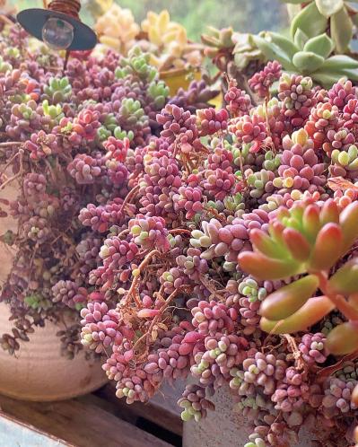 7割枯らした失敗の経験を生かした多肉植物のパラダイス！ベランダガーデンを公開（サムネイル画像3）