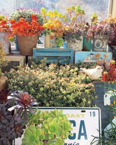 ベランダで多肉植物を育てるコツ！多肉が育ちやすい「3つのゾーン」とは？（サムネイル画像2）