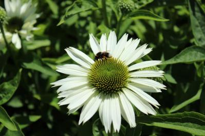 【ガーデニング】人気沸騰の多年草「エキナセア」14選！植えっぱなしで年々見事に（サムネイル画像15）