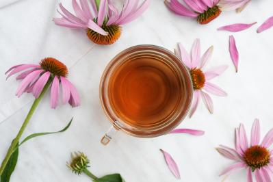 【ガーデニング】人気沸騰の多年草「エキナセア」14選！植えっぱなしで年々見事に（サムネイル画像3）