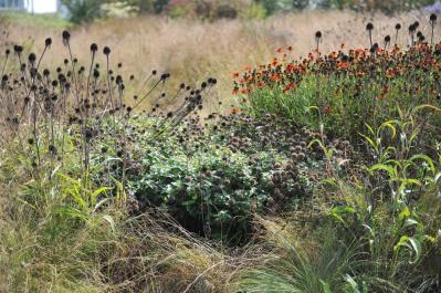 【ガーデニング】人気沸騰の多年草「エキナセア」14選！植えっぱなしで年々見事に（サムネイル画像19）