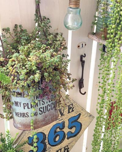 ベランダで多肉植物を育てるコツ！多肉が育ちやすい「3つのゾーン」とは？（サムネイル画像3）