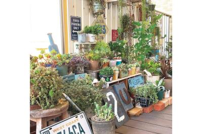 ベランダで多肉植物を育てるコツ！多肉が育ちやすい「3つのゾーン」とは？