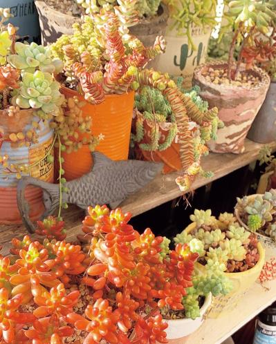 ベランダで多肉植物を育てるコツ！多肉が育ちやすい「3つのゾーン」とは？（サムネイル画像4）