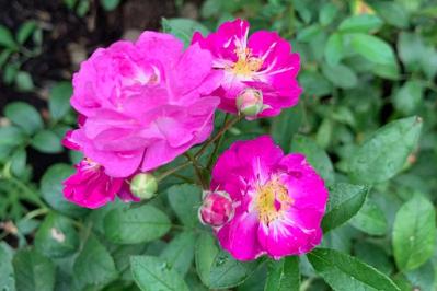 【ガーデニング】少し珍しい花色のバラをコレクション／ブルーローズの魅力を探る（サムネイル画像5）