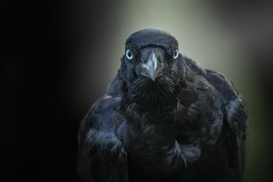 三好達治の『霾』あらすじ紹介。美しい自然描写と孤独を描いた幻想的世界