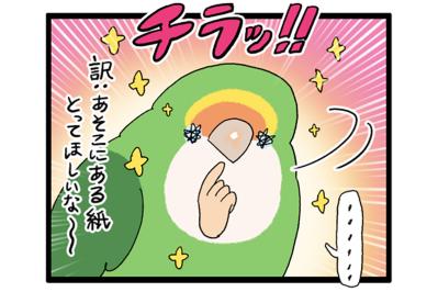 女帝インコの寝相がすごい！／飼い主にはわかってほしい…【鳥マンガ＃96】