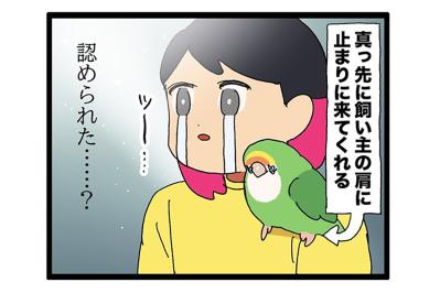女帝インコのデレ期に飼い主は緊張しまくり【鳥マンガ＃100】