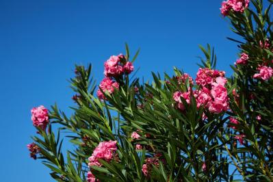 【ガーデニング】庭やベランダをトロピカルに！暑いほど元気な熱帯花木［8選］（サムネイル画像4）